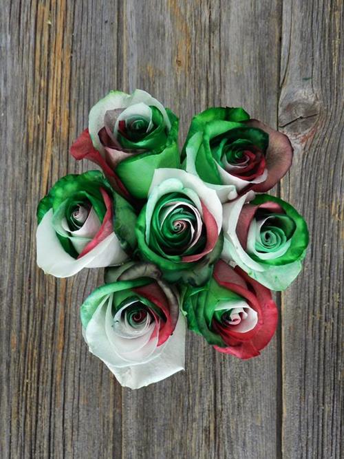 CHRISTMAS  TINTED COLOR ROSES